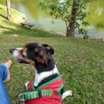 A Casa Dos Cães A Casa Dos Cães
