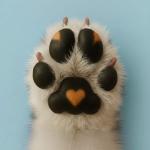 Hospedagem Pet E Serviços De Adestramento De Cães