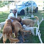 Alpha Dog Comportamento Alpha Dog Comportamento