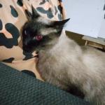 Viviane Gomes Da Silva