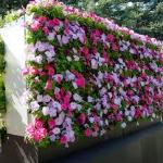 Jardinagem E Cia. Jardinagem E Cia.