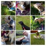 Hospedagem Famíliar Para Pets Prestes Paiva Hospedagem Famíliar Para Pets Prestes Paiva