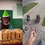 Here Go Pet Care Here Go Pet Care