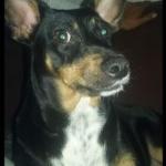 Adjair Tomaz Dos  Santos Adjair Tomaz Dos  Santos