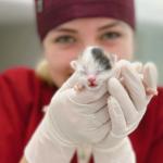 Dra Natália Atendimento Veterinário A Domicílio Dra Natália Atendimento Veterinário A Domicílio