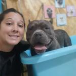 Banho E Tosa Dog Show Banho E Tosa Dog Show