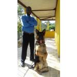 Escola Para Cães Coração Valente Escola Para Cães Coração Valente